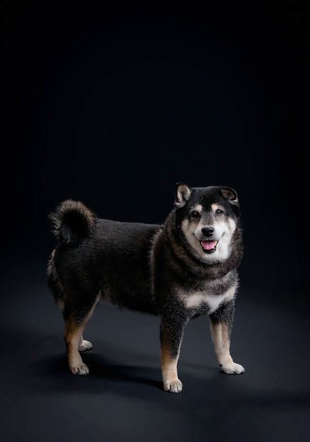 看板犬　鈴木 れんか